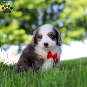 Dragonfly, Mini Bernedoodle Puppy